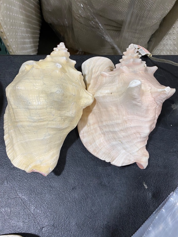 Photo 2 of DECORATIVE SEA SHELL 2 PACK 