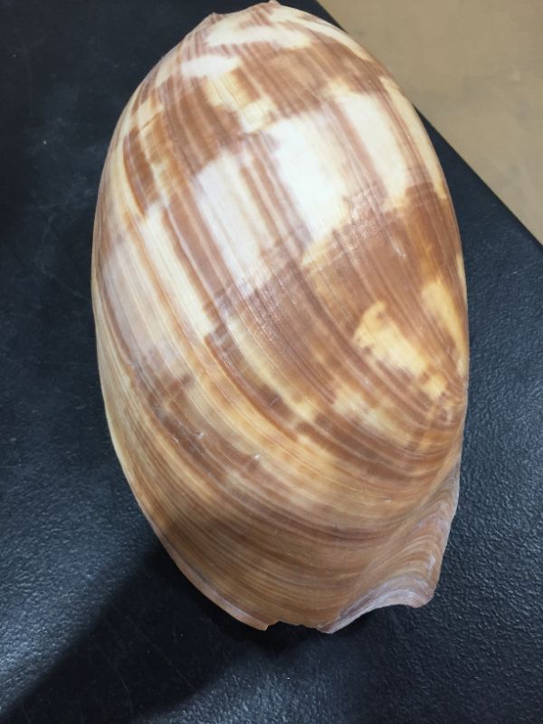 Photo 1 of DECORATIVE SEA SHELL