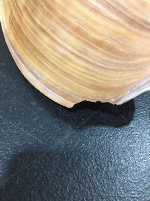 Photo 1 of DECORATIVE SEA SHELL