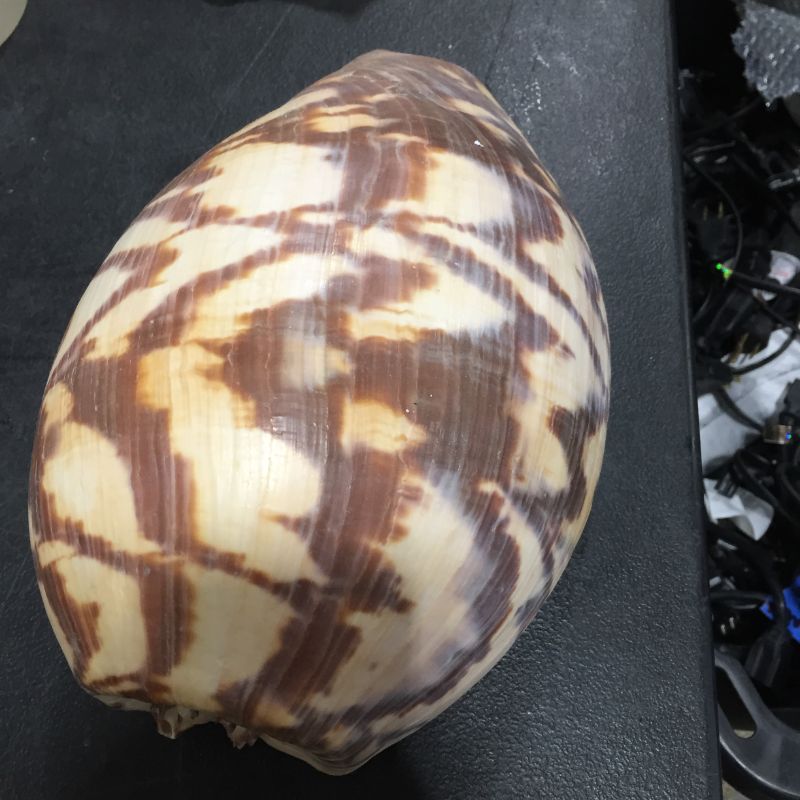 Photo 1 of DECORATIVE SEA SHELL