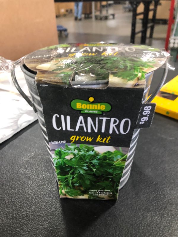 Photo 1 of Bonnie Plants Cilantro Seeds Growing Kit
