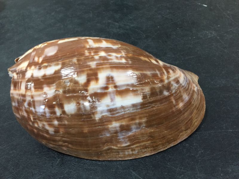 Photo 1 of DECORATIVE SEA SHELL