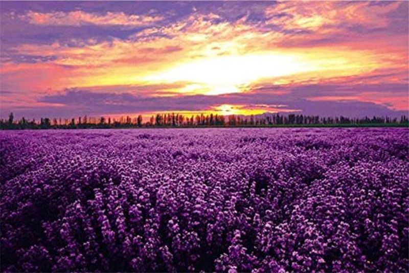 Photo 1 of 1000 Piece Purple Lavender Flowers Sunset Field Love Landscape Colorful Basswood Painting Jigsaw Puzzle