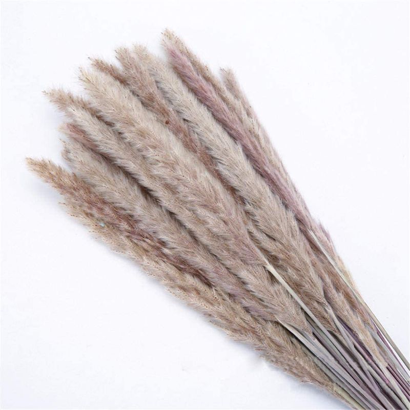 Photo 1 of zorpia Dried Pampas Grass Plumes 28pcs 17 Inch Tall Natural Dried Flowers Arrangements Artificial Faux Reed Flower Stems Bunch for Wedding Vase Door Wreath Decor(Natural)