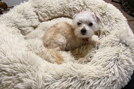 Photo 1 of 30 x 30 inches dog bed circle shape color beige 