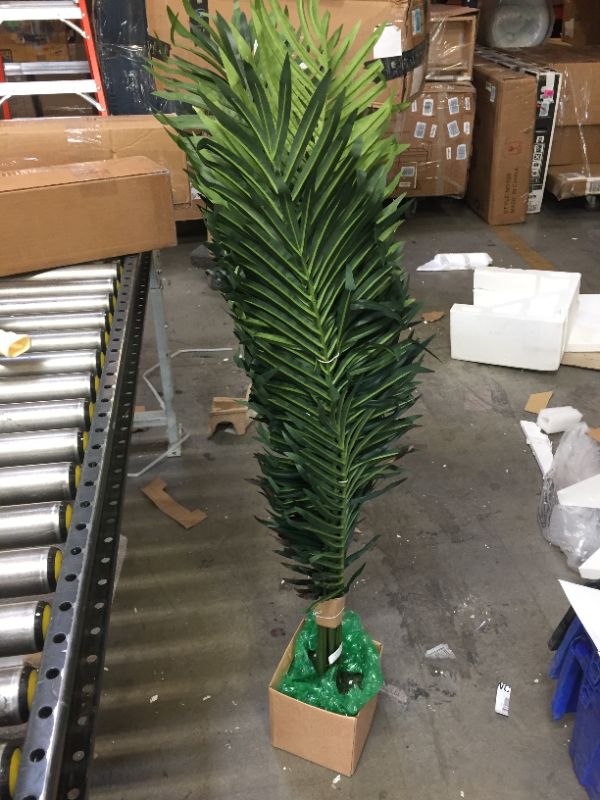 Photo 2 of 5 ft. Paradise Palm Silk Tree