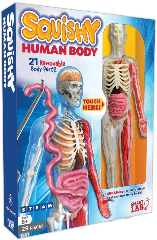 Photo 1 of SmartLab Toys Squishy Human Body with 21 Removable Body Parts with Anatomy Book
