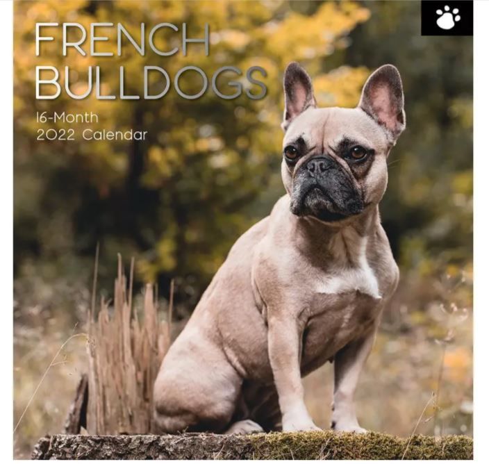 Photo 1 of 2022 Calendar French Bulldogs Square Wall by The Gifted Stationery