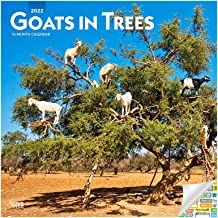 Photo 1 of Goats in Trees Calendar 2022 -- Deluxe 2022 Goats in Trees Wall Calendar Bundle with Over 100 Calendar Stickers (Funny Gifts, Office Supplies) Calendar – Wall Calendar, July 1, 2021
