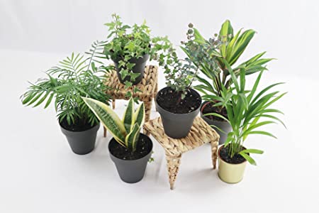 Photo 1 of 2 pack plant display tables 