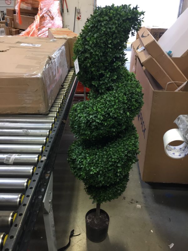 Photo 5 of Green Boxwood Spiral Tree 60in