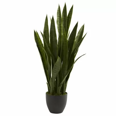 Photo 1 of 4855 Sansevieria Plant With WHITE  Planter, Green
