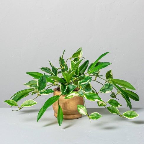 Photo 1 of 7" Mini Faux Hoya Potted Plant - Hearth & Hand™ with Magnolia
