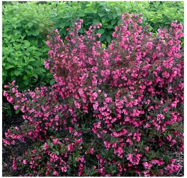 Photo 1 of 1 Gal. Wine and Roses Reblooming Weigela (Florida) Live Shrub, Pink Flowers and Dark Purple Foliage
