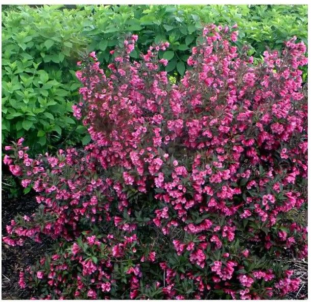 Photo 1 of 1 Gal. Wine and Roses Reblooming Weigela (Florida) Live Shrub, Pink Flowers and Dark Purple Foliage
