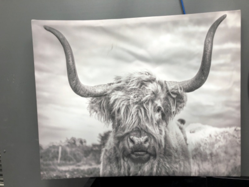 Photo 1 of *FRAME IS BROKEN*
HOME Black And White Highland Cow Photograph Canvas Wall Art, 24x30, Multicolor
