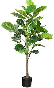 Photo 1 of ***STOCK PHOTO FOR REFERENCE ONLY**
Artificial Fiddle Leaf Fig Tree 5.5 Feet *** USED** MISSING SOME LEAVES*** MINOR SCRATCHES**