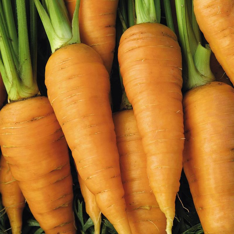 Photo 1 of BEST BY  : 12/22**NO REFUNDS Seeds of Change Organic Red Core Chantenay Carrot Seeds
10 PACK 