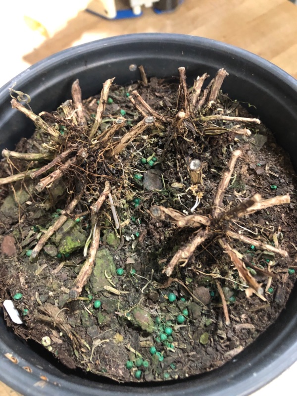 Photo 1 of (DEAD)Plants That Work Phenomenal Lavender - Lavandula X I. Phenomenal - 19cm
