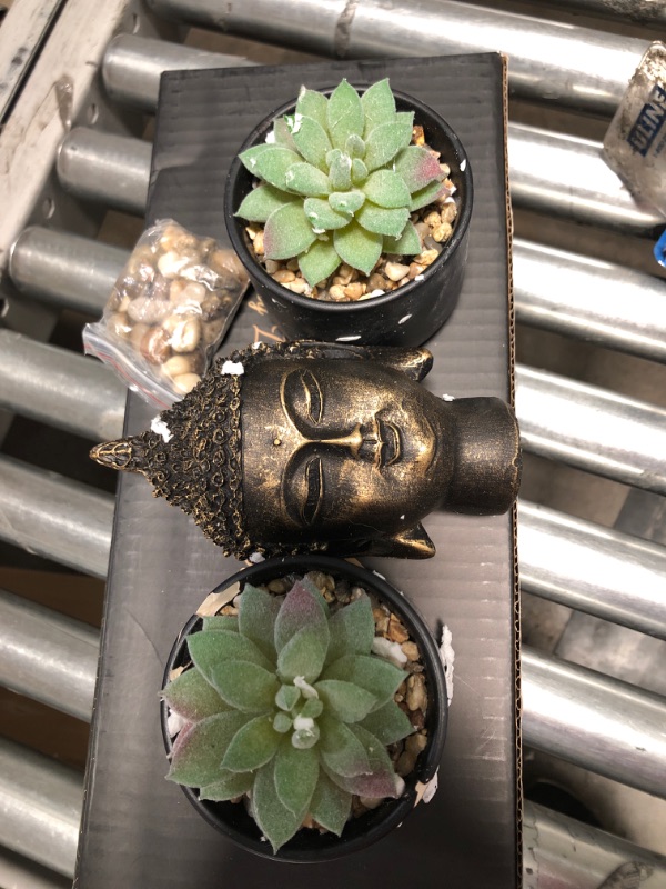 Photo 2 of Buddha Statue & Succulent Zen Garden Set- Buddha Head Statue w/ Wooden Display Tray & Stones| Buddha Decor For Home Decor. Beautiful & Peaceful. Great Meditation Gifts.
