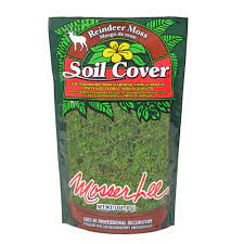 Photo 1 of 3 oz. Reindeer Moss in Dark Green
SET OF 8
