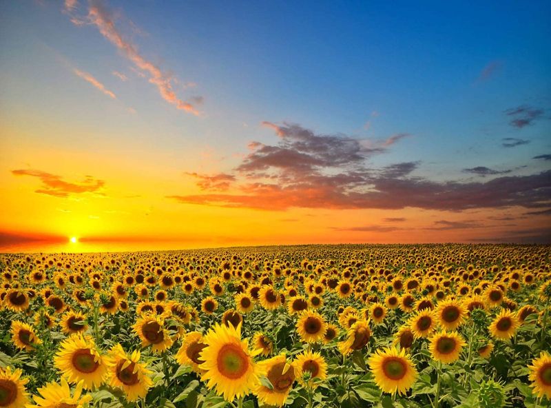 Photo 1 of  2 PACK SweatDance 500 Piece Jigsaw Puzzles for Adults for Kids-Sunflowers in The Field- Puzzle Games Funny Gifts
