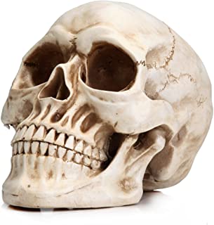 Photo 1 of Readaeer Life Size Human Skull Model 1:1 Replica Realistic Human Adult Skull Head Bone Model