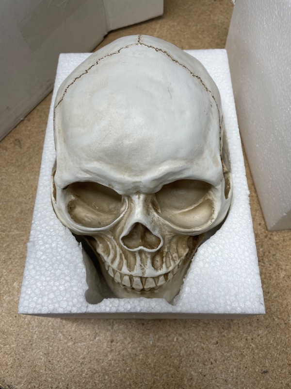 Photo 2 of Readaeer Life Size Human Skull Model 1:1 Replica Realistic Human Adult Skull Head Bone Model