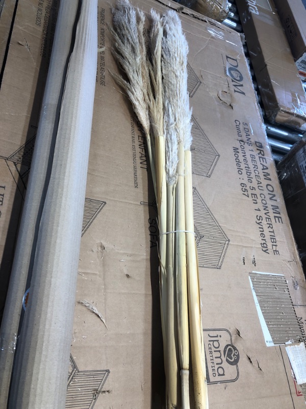 Photo 1 of  48" (4FT) Large Natural White Pampas Grass 3 Stems