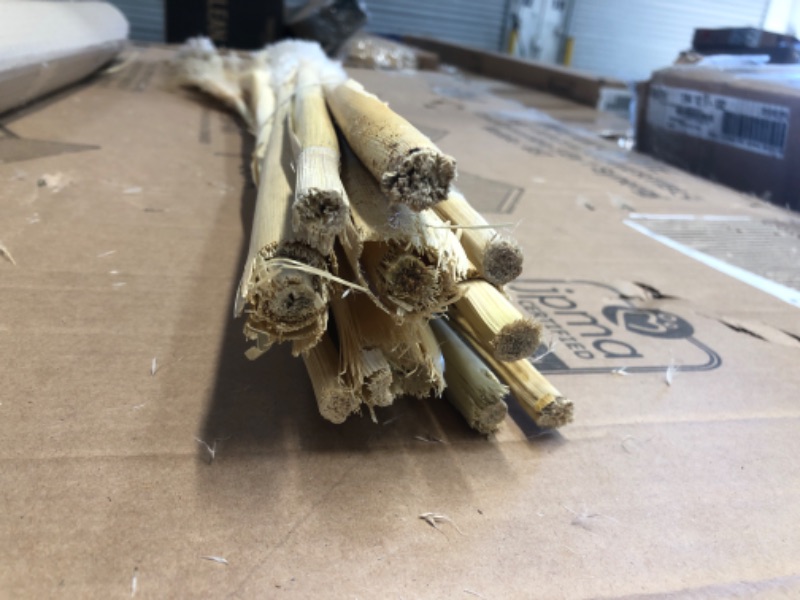 Photo 1 of  48" (4FT) Large Natural White Pampas Grass 3 Stems