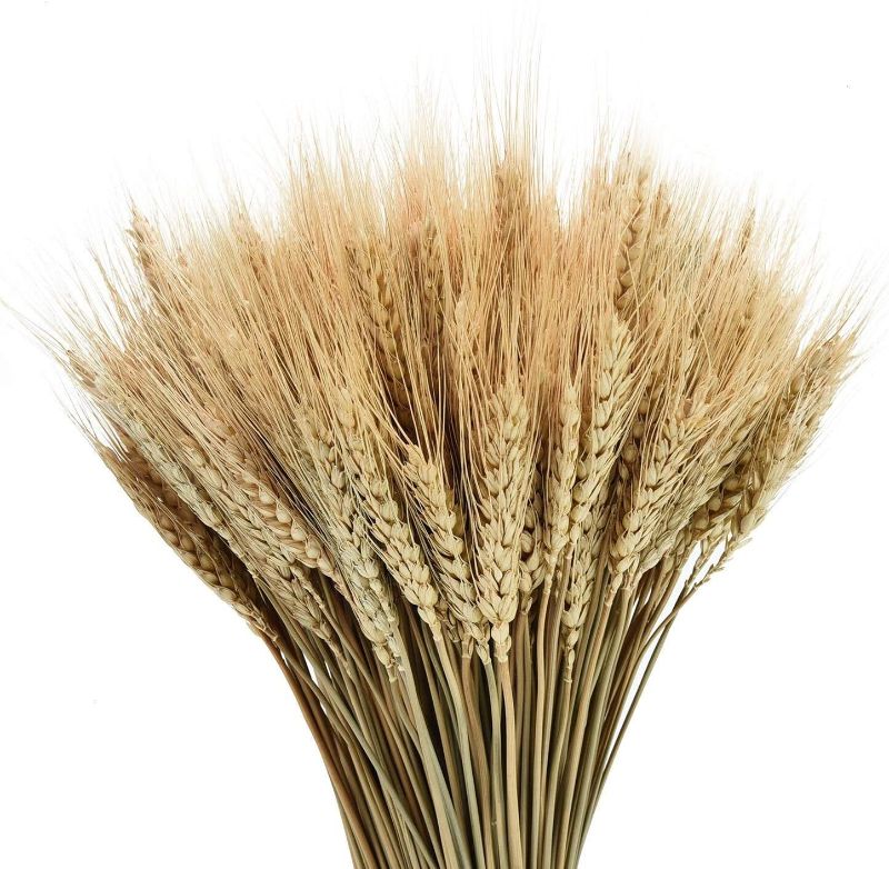 Photo 1 of Dried Wheat Stalks, Wheat Decor for Home Kitchen Christmas Wedding
