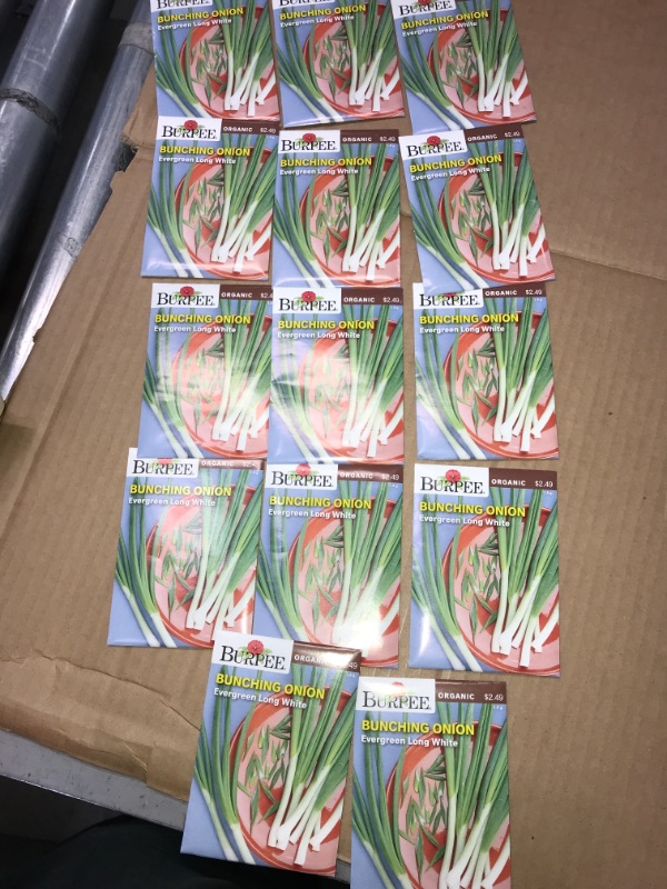 Photo 2 of 14pck- Burpee Onion Evergreen Bunching Seed