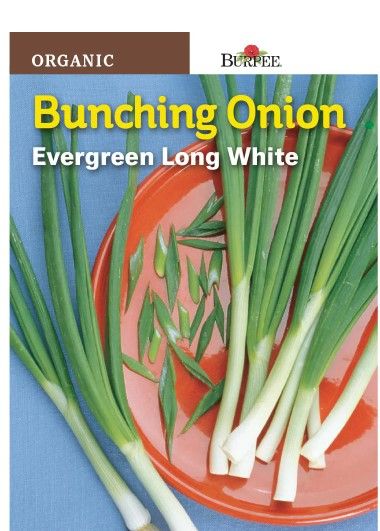 Photo 1 of 14pck- Burpee Onion Evergreen Bunching Seed