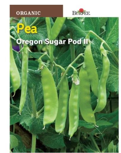 Photo 1 of 10pck-Burpee Oregon Sugar Pod Pea