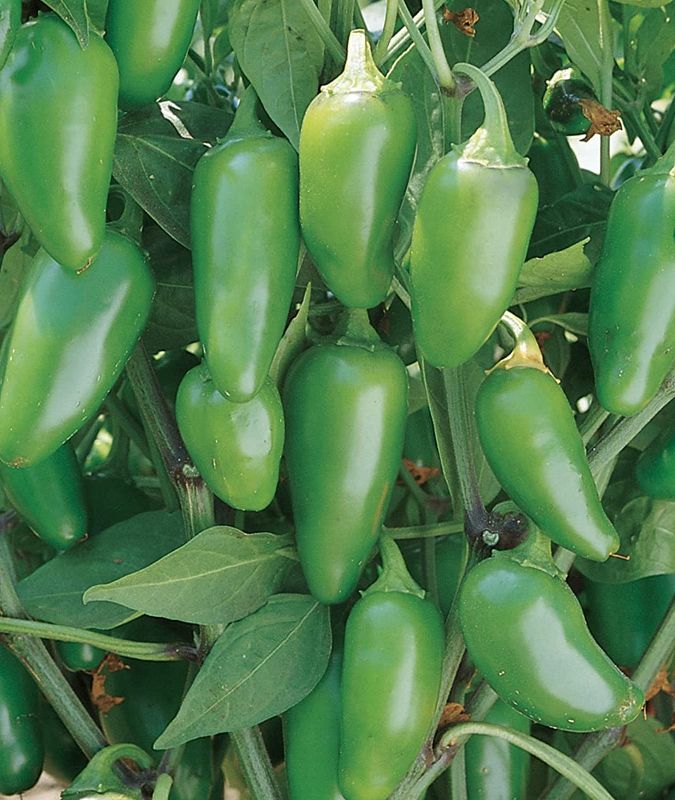 Photo 1 of 10pck-Burpee Early Hot  Planting | Heirloom Jalapeno Pepper Variety | Certified Vegetable Home Garden, Organic Seeds
