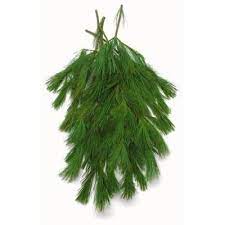 Photo 1 of 24 in. Bunched Princess Pine Boughs Freshly Cut From Pacific Northwest Forests (5-Pack)
