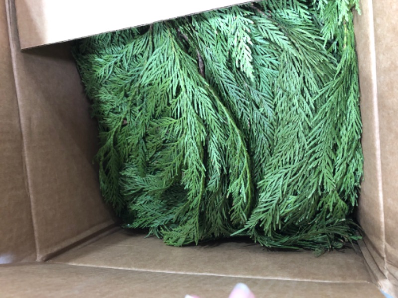 Photo 2 of 24 in. Bunched Princess Pine Boughs Freshly Cut From Pacific Northwest Forests (5-Pack)
