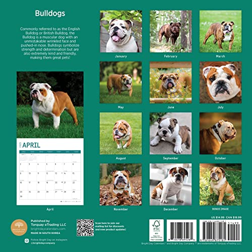 Photo 2 of 2023 Bulldogs Wall Calendar by Bright Day, 12x12 Inch, Cute Adorable Pet Puppy Dog Photography