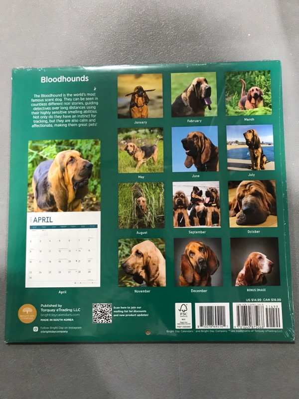 Photo 2 of 2023 Bloodhounds Wall Calendar by Bright Day, 12 x 12 Inch, Cute Dog Puppy