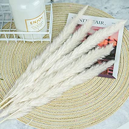 Photo 1 of 15pcs Dried Pampas Grass,16Inch Phragmites Communis ,Dried Lagurus Ovatus,Dried Flowers Plumes Decoration,Faux Reed Flower for Flower Arrangements Wedding Home Decor (White)
