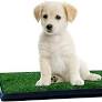 Photo 1 of Artificial Grass Puppy Pad for Dogs and Small Pets – Portable Training Pad with Tray – Dog Housebreaking Supplies by PETMAKER (16" x 20")
