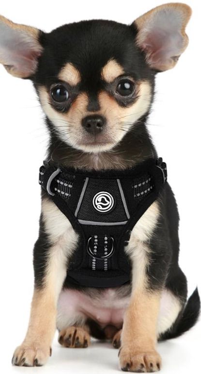 Photo 1 of ***MEDIUM***
Soft Mesh Small Dog Harness Pet Puppy Cat Comfort Padded Vest No Pull Harnesses,Black,