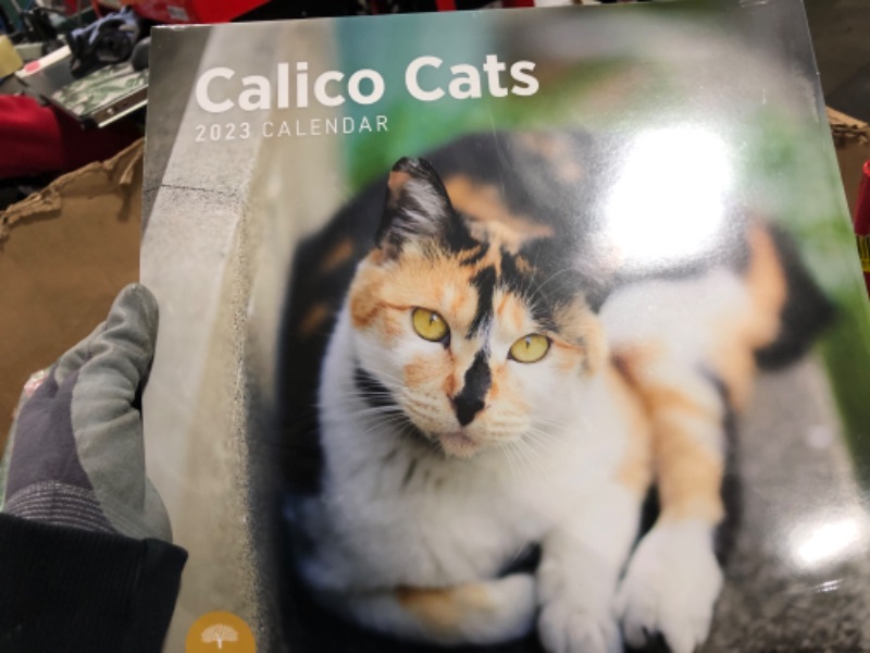 Photo 2 of 2023 Calico Cats Wall Calendar by Bright Day, 12x12 Inch, Cute Adorable Pet Kitten Photography