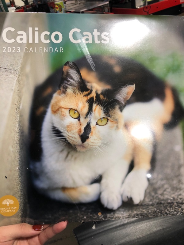 Photo 1 of 2023 Calico Cats Wall Calendar by Bright Day, 12x12 Inch, Cute Adorable Pet Kitten Photography