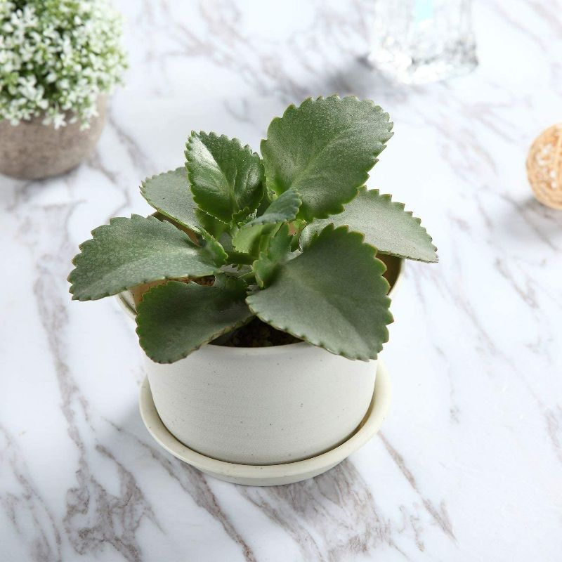 Photo 2 of T4U 5.75 Inch Plastic Planter Pots with Saucer Grey Set of 10, Seeding Nursery Planter Pot with Drainage and Tray for Flowers Herbs African Violets Succulents Orchid Cactus Indoor Outdoor
