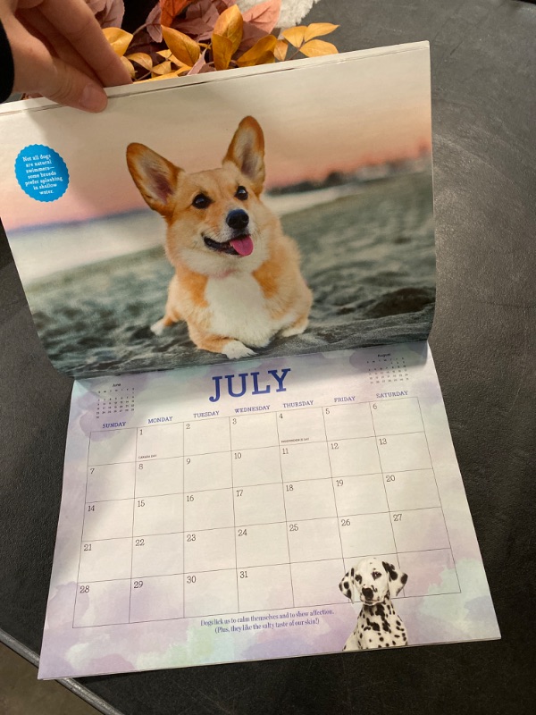 Photo 4 of 2024 Calendar - Adorable Dogs: A Years Worth Of Canine Facts, Trivia, Puppies, French Bulldog, Terrier, Golden Retriever, Lab, Cocker Spaniel, Corgi, Dachshund, Samoyed & Bernese Mountain Dog!