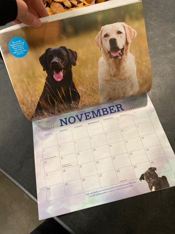 Photo 5 of 2024 Calendar - Adorable Dogs: A Years Worth Of Canine Facts, Trivia, Puppies, French Bulldog, Terrier, Golden Retriever, Lab, Cocker Spaniel, Corgi, Dachshund, Samoyed & Bernese Mountain Dog!