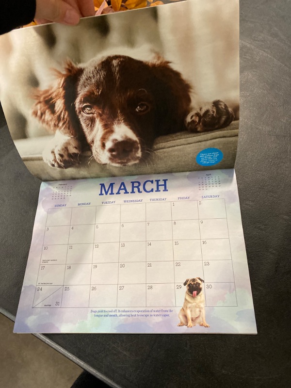 Photo 3 of 2024 Calendar - Adorable Dogs: A Years Worth Of Canine Facts, Trivia, Puppies, French Bulldog, Terrier, Golden Retriever, Lab, Cocker Spaniel, Corgi, Dachshund, Samoyed & Bernese Mountain Dog!