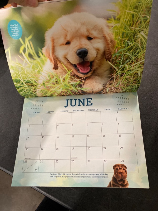 Photo 2 of 2024 Calendar - Adorable Dogs: A Years Worth Of Canine Facts, Trivia, Puppies, French Bulldog, Terrier, Golden Retriever, Lab, Cocker Spaniel, Corgi, Dachshund, Samoyed & Bernese Mountain Dog!