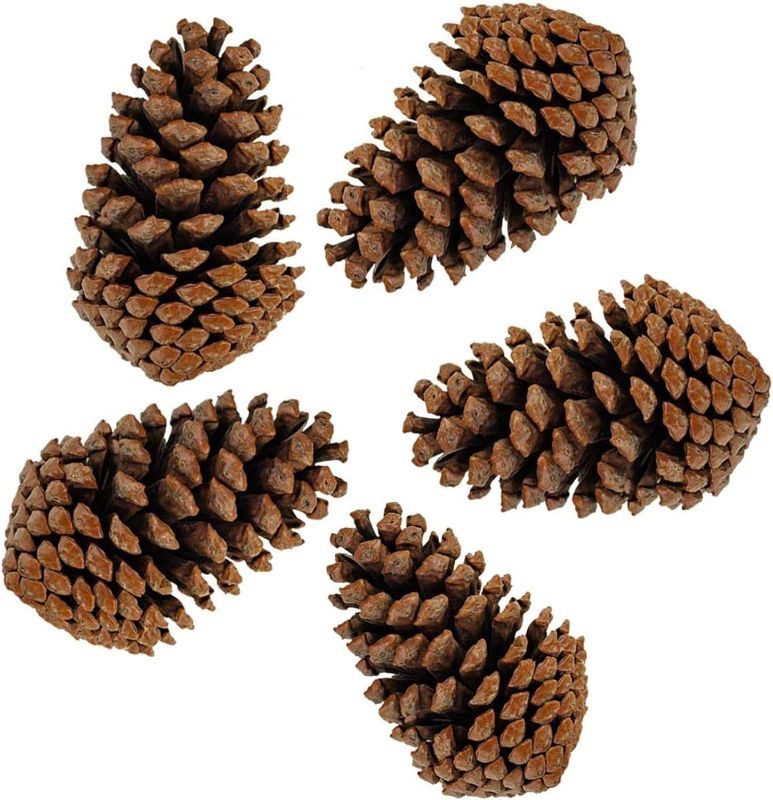 Photo 1 of PineCones Tall Bulk Package All Natural,Real Preserved Pine Cones Big Pinecones and Perfect Natural Pine Cones for Christmas Hanging Ornaments Bowl Vase Fillers (3-4.3 in(12pcs))
